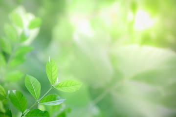 Close up of nature view green leaf on blurred greenery background under sunlight with copy space using as background natural plants landscape, ecology wallpaper concept.