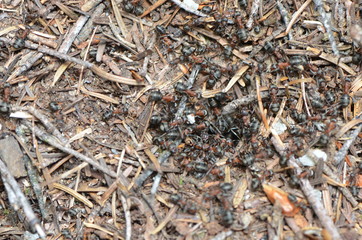 Fourmis - Fourmilière 