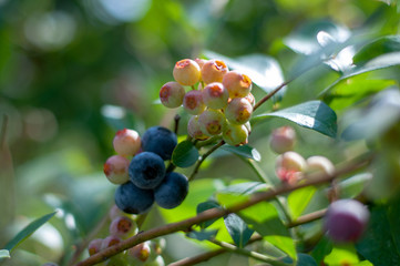 Blueberries growing at different stages of ripeness