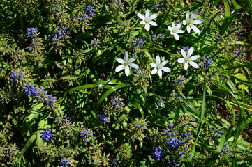 blue flowers in the garden