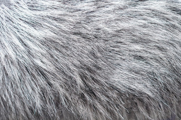 fluffy silver fox fur background. Texture of gray fur closeup photo 