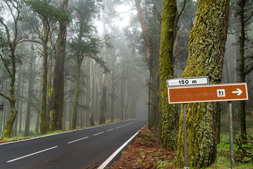 Road in mystical forest