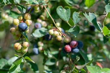 Blueberries growing at different stages of ripeness