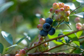 Blueberries growing at different stages of ripeness