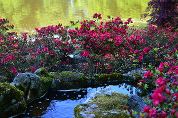 pond with pink lilies