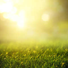 Lente en natuur achtergrond concept, close-up groen grasveld met wazig park en zonlicht.