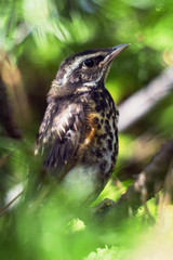 Little beautiful bird. Thrush. The redwing (Turdus iliacus) is a bird in the thrush family.