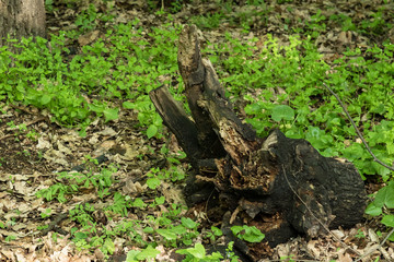 stump, a piece of burnt wood in the forest against the backdrop of greenery and dry leaves