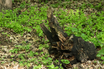 Fototapeta na wymiar stump, a piece of burnt wood in the forest against the backdrop of greenery and dry leaves