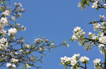 Apple tree branches with white flowers against blue sky. Copy space. Selective focus