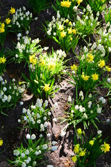 yellow flowers in the garden