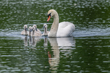 Adult mute swan (cygnus olor) with young cygnets swimming on still calm lake with reflection