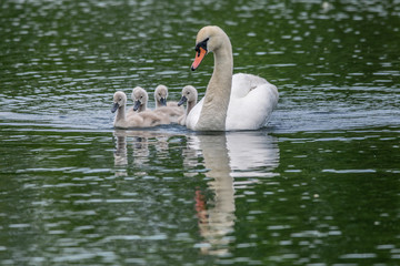 Adult mute swan (cygnus olor) with young cygnets swimming on still calm lake with reflection