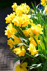 Obraz premium bouquet of yellow tulips