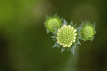 Close up von Pflanze