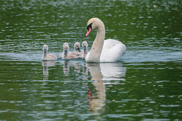 Fototapeta premium Adult mute swan (cygnus olor) with young cygnets swimming on still calm lake with reflection