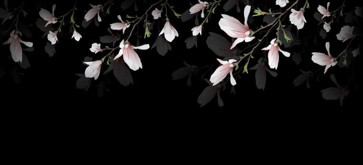 Fototapety  realistyczny kwiat magnolii na białym na czarnym tle. symbol lata, kobiecość w stylu realizmu. 3d, trójwymiarowy bezszwowe tło kwiat róży na zaproszenie. Szeroki ekran. wektor g
