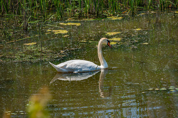 Lonely swan swimming at lake in evening, Germany, Summer time