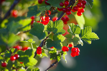 Red currant in the garden