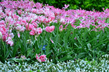 pink flowers in the garden