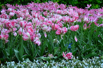 Obraz premium pink flowers in the garden