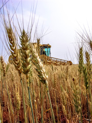 Combine harvester on a wheat field, in Parana State, south of Brazil