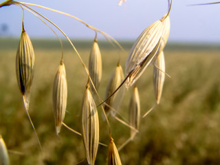 black oats plants on field in Brazil
