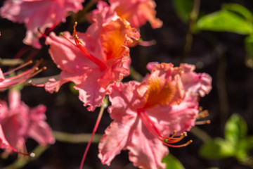 Natural background depicting flowers in macro photography