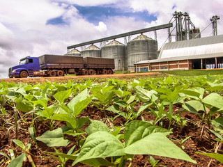 Baby bean plantation on field, with a unfocused truck and silos in the background, Brazil © AlfRibeiro
