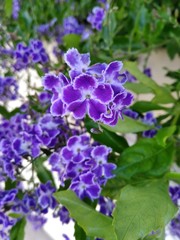 Fototapeta premium blue flowers in garden