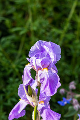 A mauve Iris flower against a dark green blurred background