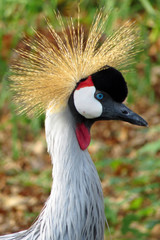Fototapeta premium Head of an african grey crowned crane with crown (Balearica regulorum)