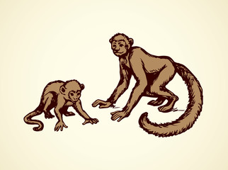 Lemur. Vector illustration