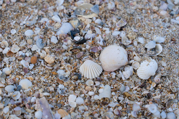Sea shell on sand in the beach