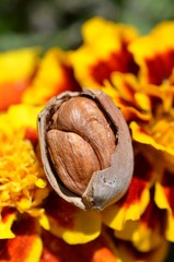 Noisette double - Philippine 
