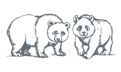 Panda. Vector drawing