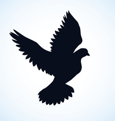 Fototapeta premium Vector illustration Flying dove