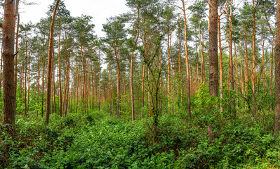 Obraz premium Panoramic view of wild pine tree forest at Summer, near Magdeburg, Germany