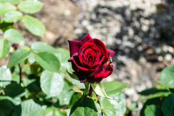 A growing red rose single flower with leaves and soil blurred in the background
