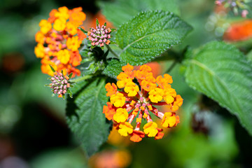 lantana