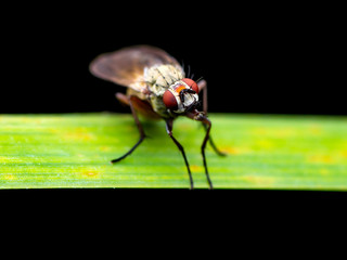 Exotic Drosophila Fruit Fly Diptera Parasite Insect on Green Grass Isolated on Black Background