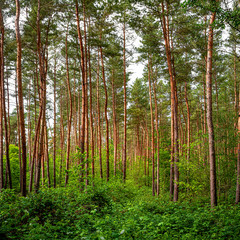 Panoramic view of wild pine tree forest at Summer, near Magdeburg, Germany