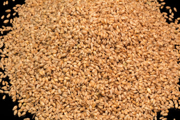 Wheat close-up. Wheat grains on a black background. Durum wheat. Grain crop. Sowing or harvesting grain. Harvest of wheat of the first grade.
