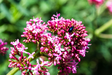 A close up of red valerian Centranthus ruber flowers with a beetle exploring