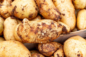 Nre harvest fresh whole potatoes on market