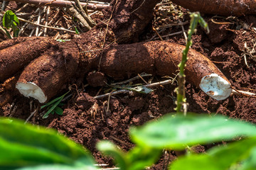 Cassava or manioc plant field in Brazil