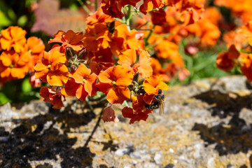 A honey bee Apis mellifera drinking nectar from an orange wall flower erysimum
