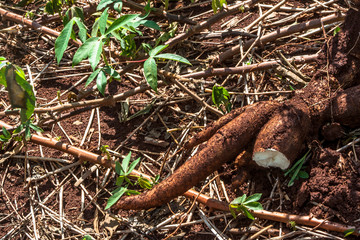 Cassava or manioc plant field in Brazil