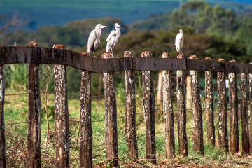 heron in inn on a wooden fence