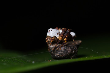 Springspinne Panama Regenwald